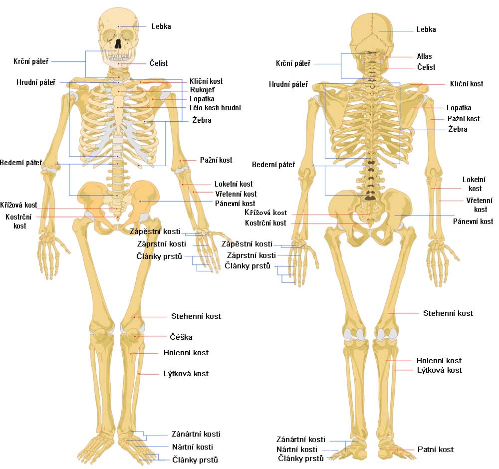 Anatomie člověka